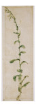 Plante de tabac Giclee Print by Albrecht Dürer