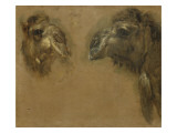 Deux têtes de dromadaires reproduction procédé giclée par Pieter Boel