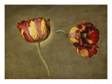 Double ?de de tulipes Giclee-trykk av Antoine Berjon Double ?de de tulipes Giclee-trykk av Antoine Berjon
