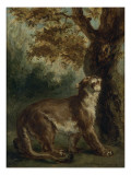 Le Puma, dit aussi Lionne guettant une proie Lámina giclée por Eugene Delacroix Le Puma, dit aussi Lionne guettant une proie Lámina giclée por Eugene Delacroix
