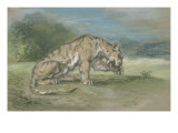 Tigre couché, tourné à droite, léchant une de ses pattes de devant reproduction procédé giclée par Eugene Delacroix