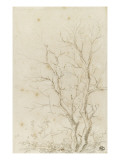 Deux branches d'arbres nues émérgeant d'un feuillage reproduction procédé giclée par Pierre Henri de Valenciennes