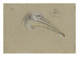 Deux études d'une tête de pélican Giclee-trykk av Pieter Boel Deux études d'une tête de pélican Giclee-trykk av Pieter Boel