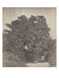 Arbre de la Sainte Vierge près du Caire Lámina giclée por Felice Beato Arbre de la Sainte Vierge près du Caire Lámina giclée por Felice Beato
