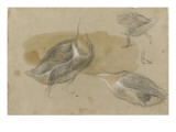 Trois études d'oiseaux palmipèdes sans têtes Giclee-trykk av Pieter Boel Trois études d'oiseaux palmipèdes sans têtes Giclee-trykk av Pieter Boel