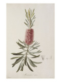 Planche de l'ouvrage : "Description des plantes rares que l'on cultive à Navarre et à Malmaison" Giclee Print by Pancrace Bessa