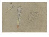 Deux études de pélican et un milan vu de dos Giclee-trykk av Pieter Boel Deux études de pélican et un milan vu de dos Giclee-trykk av Pieter Boel