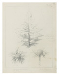 Etude de feuilles de echirops, de sphoerophalus, chardon cultivé, de chardon sauvage de la mer, de Giclee Print by Robert-Victor-Marie-Charles Ruprich