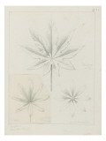 Etudes de feuilles d'aspérule, de palma Christian, de feuilles de pois, lupin blanche entre 1866 Giclee Print by Robert-Victor-Marie-Charles Ruprich
