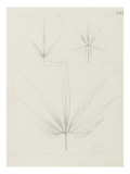 Etude de feuilles d'héllebore pied de griffon, d'héllebore, étude de feuill Giclee Print by Robert-Victor-Marie-Charles Ruprich