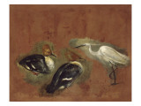 Deux canards et une aigrette garzette reproduction procédé giclée par Pieter Boel