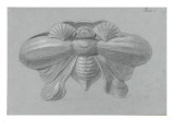 Modèle de récipient en forme de coléoptère affrontées.(planche 3 de l'album Giclée-tryk af Emile Gallé Modèle de récipient en forme de coléoptère affrontées.(planche 3 de l'album Giclée-tryk af Emile Gallé