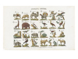 Animales variados Lámina giclée Animales variados Lámina giclée