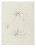 Etudes de feuille de pachira de Caroline, de capucine élégante, de eriodedron lejantharum entre Giclee Print by Robert-Victor-Marie-Charles Ruprich