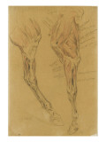 Deux études de jambe de cheval écorché reproduction procédé giclée par Eugene Delacroix