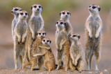 Meerkatten Print Meerkatten Print
