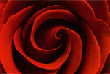 Rote Rose Poster