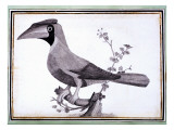 Original Drawings of Ornithology Giclee-trykk av Mathurin-Jacques Brisson
