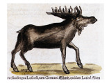 Gesner, Manuscrit "Historiae Animalium", Book Ii: "Quadrupedipus Oviparis" Giclee Print by Conrad Gesner