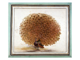 Original Drawings of Ornithology Giclee Print by Mathurin-Jacques Brisson