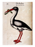 Gesner, Manuscript "Historiae Animalium", Book Ii: "Quadrupedipus Oviparis" Giclee Print by Conrad Gesner