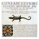 Gesner, Manuscript "Historiae Animalium", Book Ii: "Quadrupedipus Oviparis" Giclee Print by Conrad Gesner