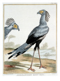 Collection of Rare Animals, Quadrupeds, Birds and Serpents Impressão giclée por A. Vosmaer Collection of Rare Animals, Quadrupeds, Birds and Serpents Impressão giclée por A. Vosmaer