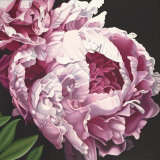 Peony II Posters by Elizabeth Hellman
