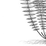 Fern III (on white) Posters
