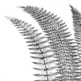 Fern I (on white) Print