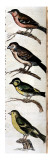 Original Drawings of Ornithology Giclee-trykk av Mathurin-Jacques Brisson