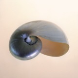 Tom Artin - Polished Nautilus - Poster Tom Artin - Polished Nautilus - Poster