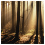 Sunlight and Trees II Posters by Les Biscor