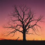 Arboral Afterglow Posters par Leslie Mueller