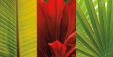 Tropical Treasure II Kunstdrucke von John Seba