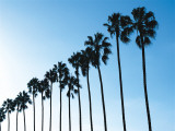 La Jolla Palms Prints by Jenny Kraft La Jolla Palms Prints by Jenny Kraft