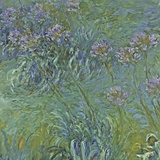 Jewelry Lilies Posters by Claude Monet