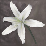 Erin Clark - White Lily Umělecké plakáty Erin Clark - White Lily Umělecké plakáty