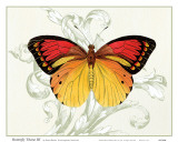 Butterfly Theme III Prints by Susan Davies