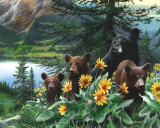 Basking in the Balsams Affiches par Kevin Daniel