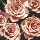 Roses Art by Elizabeth Hellman