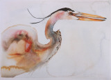 Kanadareiher Kunstdrucke von Carol Grigg