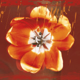 Tulip Fresco (red) Prints by Erin Clark