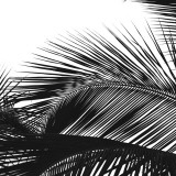 Palms 13 (detail) Poster by Jamie Kingham