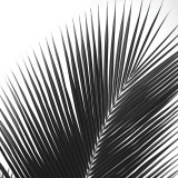 Palms 14 (detail) Art par Jamie Kingham