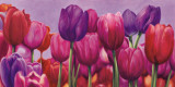 Campo di Tulipani Poster by Sara J. Cortesse