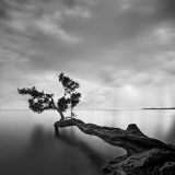 Water Tree Poster von Moises Levy