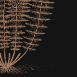 Fern IV (on black) Prints