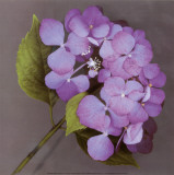 Purple Hydrangea Kunstdrucke von Erin Clark