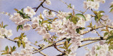 Apple Blossoms Prints by John William Hill